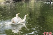 日历正版吉林：罕见白鸬鹚连续两年“故地重游”