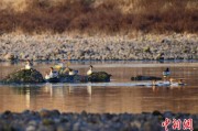 日历正版歙县完成安徽首个县域生物多样性调查 共记录物种近4千种